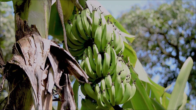 Dom Rod: Banan-ass- 003