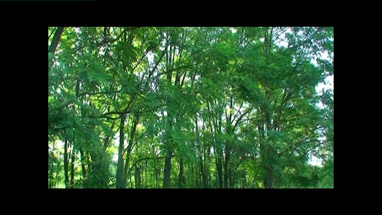 Heatwave Porn: Amadores Europeus, Parte 2