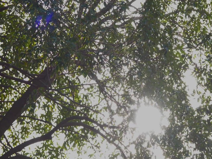 Raptor Inc: Yuka Hoshi - деревенка возвращается домой.