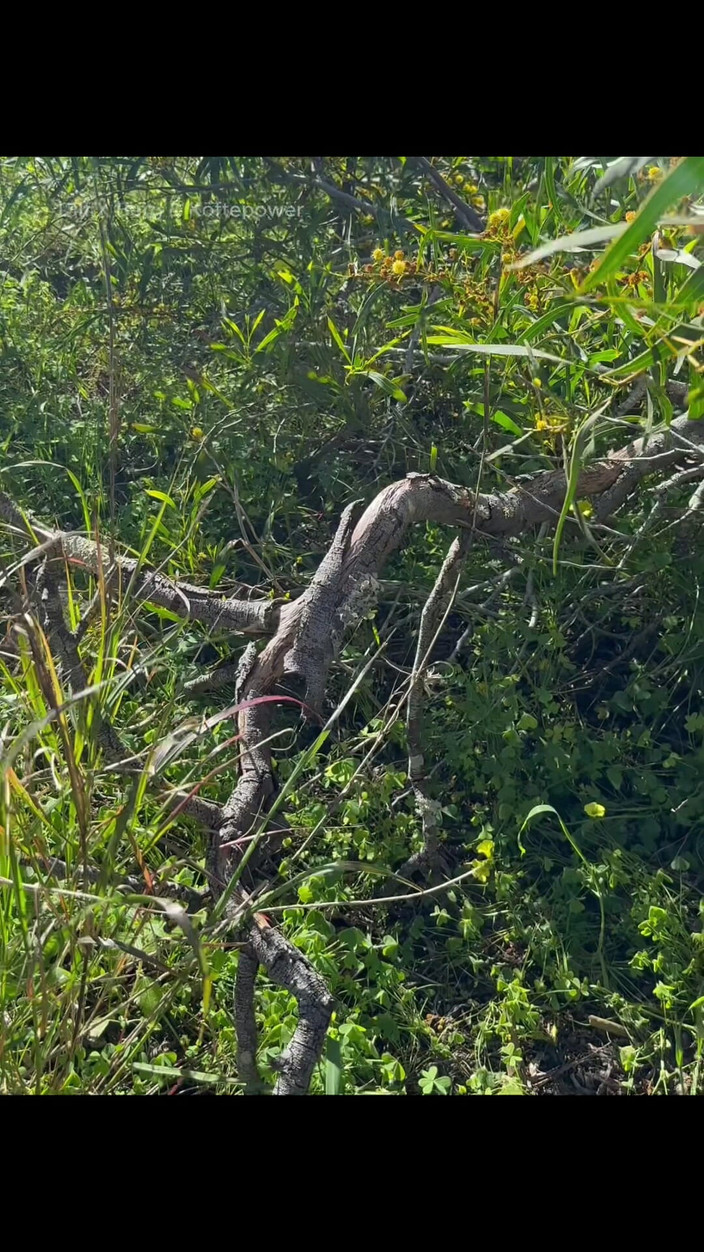 Dilf_X_Berg_XL: 이번 주 - 아빠의 야외 모험 - 편집 Vol.