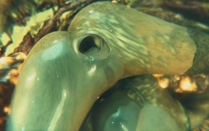 Realms of lust 3D: Gifdoozer інтенсивний екстаз: остаточна 3d хардкорна добірка - секс на стінах, анальний, оргії та багато іншого