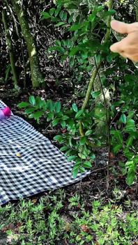 Sexy Younger Babe Fucked Outdoors