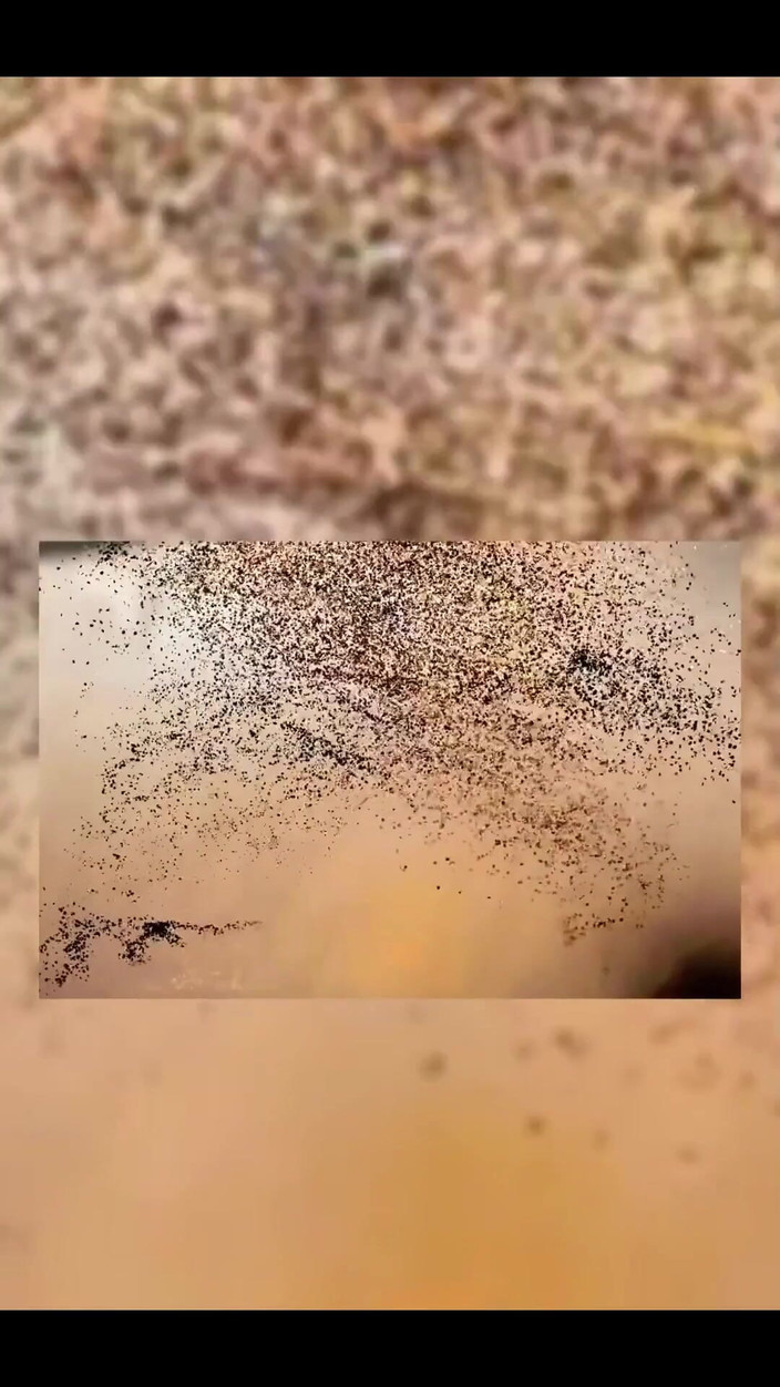 Lisa X Lopez: Je to show Lisy, všichni!