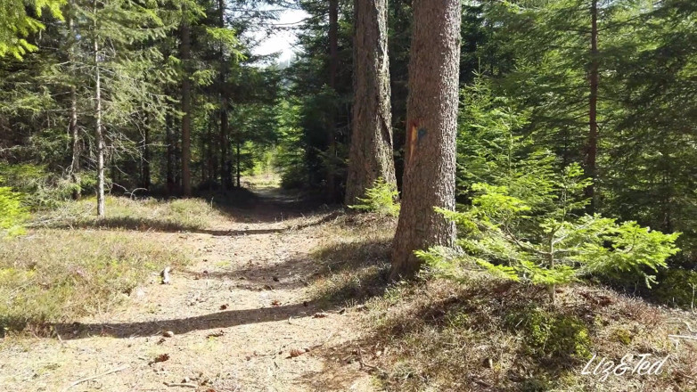 Lizandted: Seks liar di dalam hutan