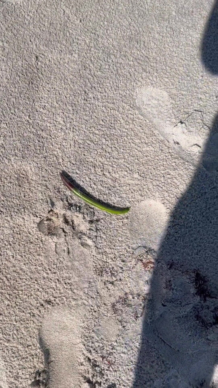 Peppermint Giantess: Día en la playa con 67 diosa