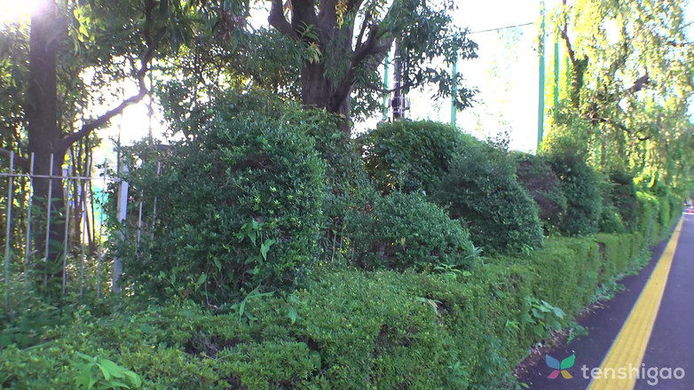 Tenshigao: 立花リコは愛を求める孤独な20歳の若者