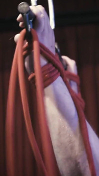 Untie or Tickle?