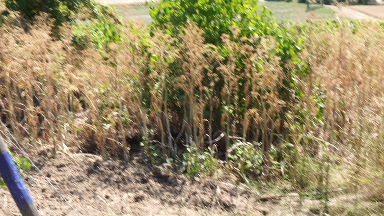 CurvyMature: 차에서 딜도로 자위하는 발정난 미시 여자