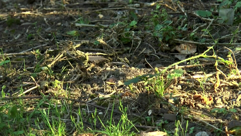 German Full Movies: Cewek nakal ini didobel penetasi dengan lingerie merah