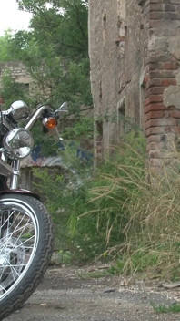Cadela na bicicleta