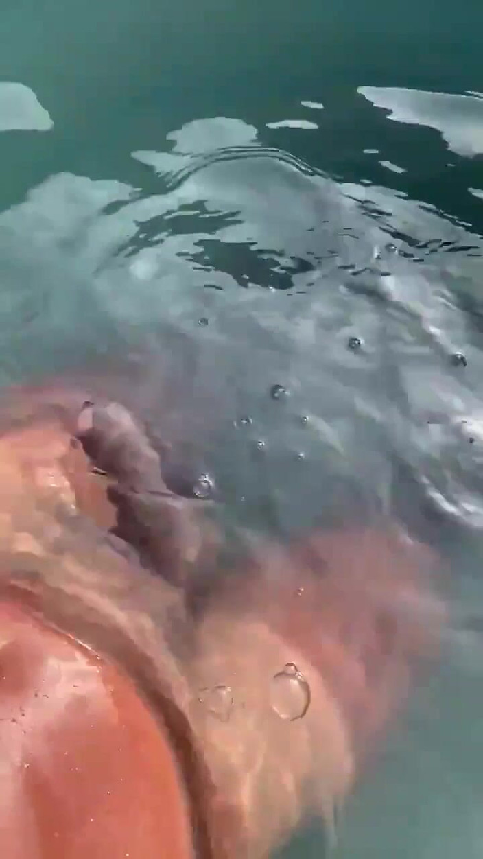 Vida Noite: Mendengar Audio Yang Melancap Di Kolam Dan Melancap