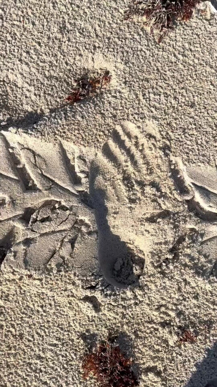 Peppermint Giantess: Vergleich der Größe 16 Fuß zu Sandabdrucken am Strand