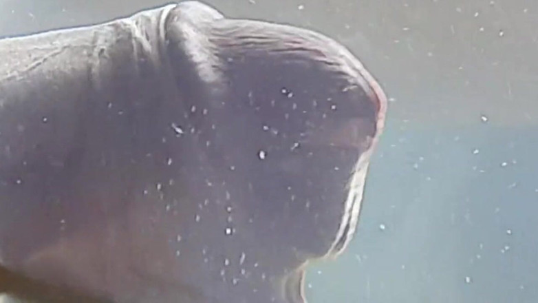 XxyTherry: Презерватив с водой, наполненной спермой. Один из лучших камшот, который вы когда-либо Seen.mp4