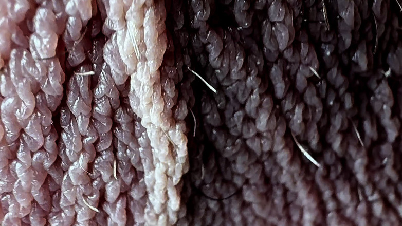 Leonardo-1974: 按摩鸡蛋直到最后