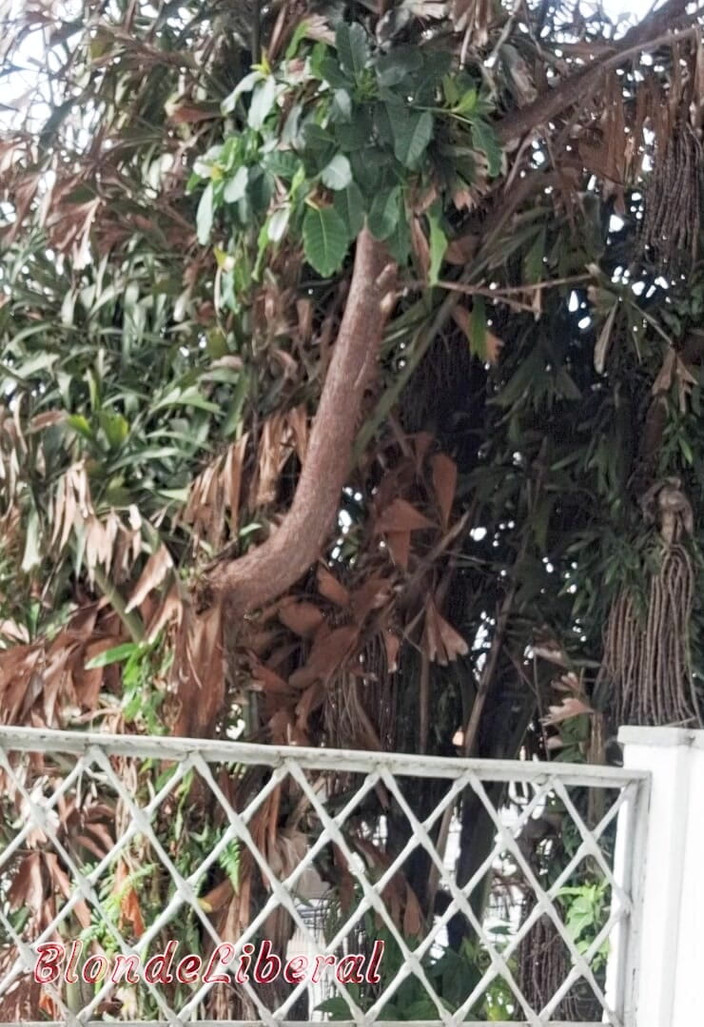 BlondeLiberal: Io e Dai Belan, quasi nudi, lavavamo il balcone dell'appartamento...