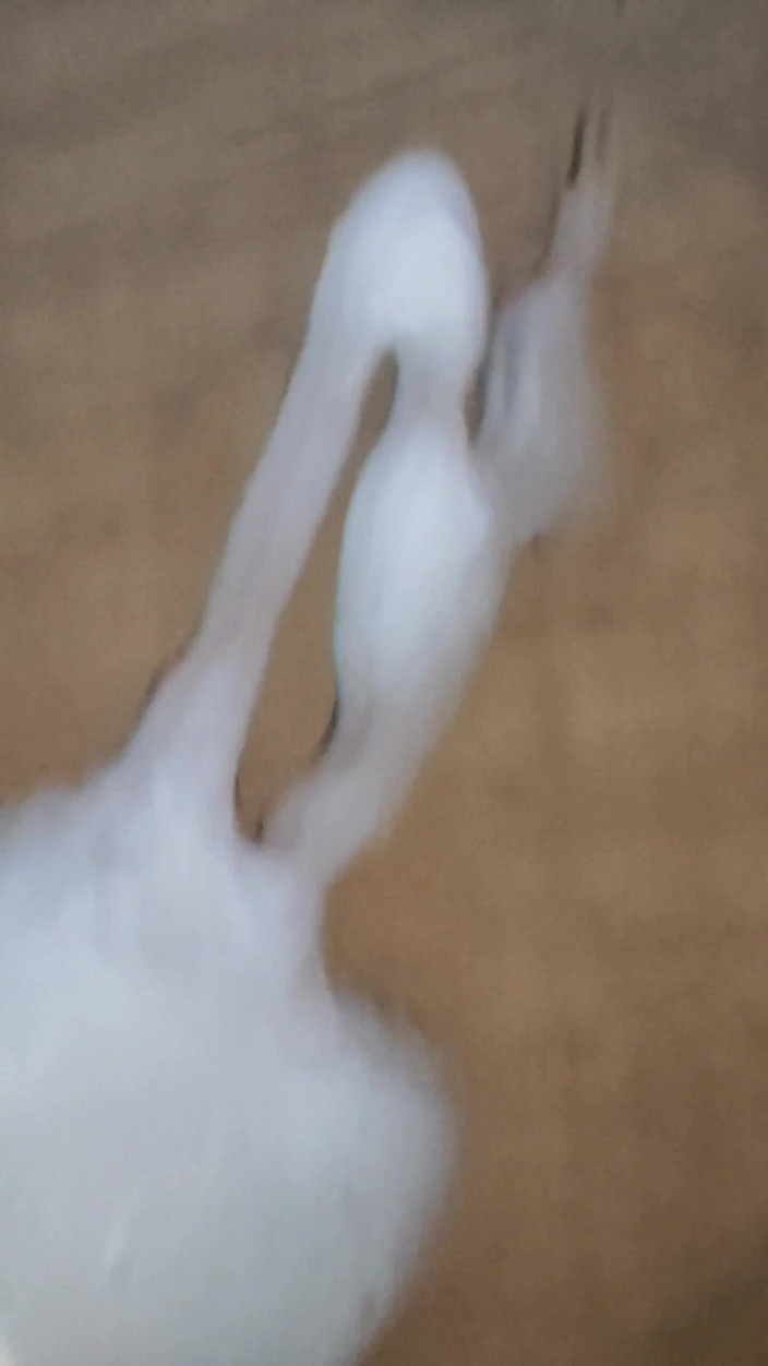 LolaCD: S002 - Femboy Cumshot na zrcadle a jí to