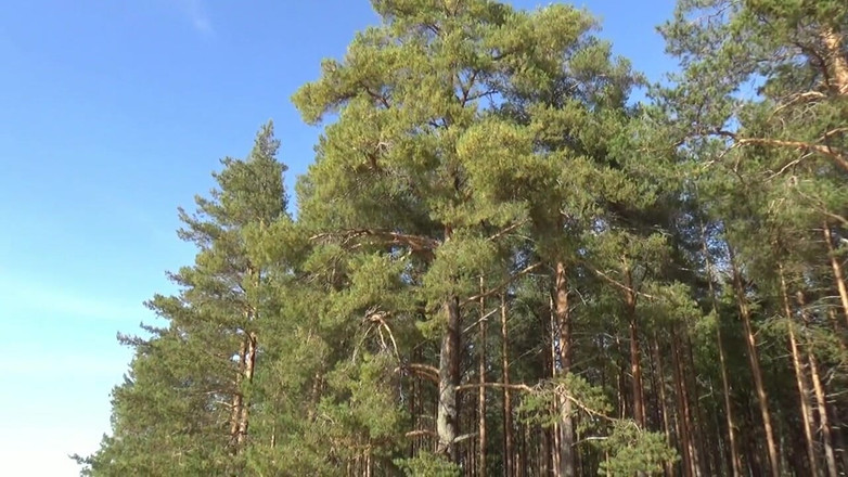 RedRoseRus: Laufender Strumpf Für Den Körper in Einem Netz