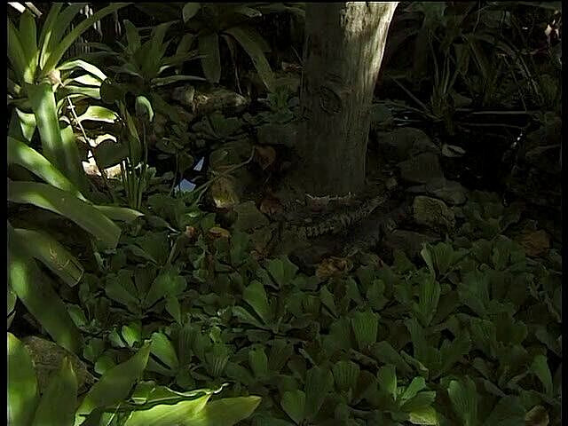 Lucky Cooch: Темношкіра красуня приємно провести час у басейні зі своїм коханцем