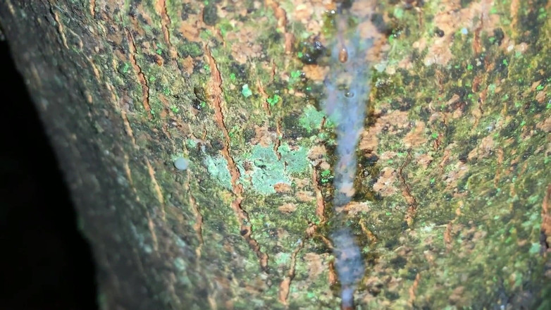 Idmir Sugary: Aku lagi asik muncrat di pohon dan close-up ! Aku lagi...