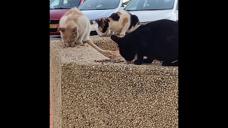 Alex Igogo: Alex Konst