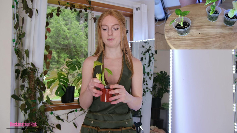 Destination Kat: 与kat-repotting Monsteras sfw的园艺