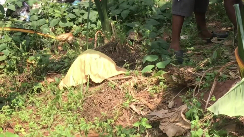 Amateur Teen Studio: Il meglio di Blackwood (2025)