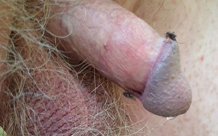 Very small cock: BDSM Mosquitos Stinging Tiny Cock