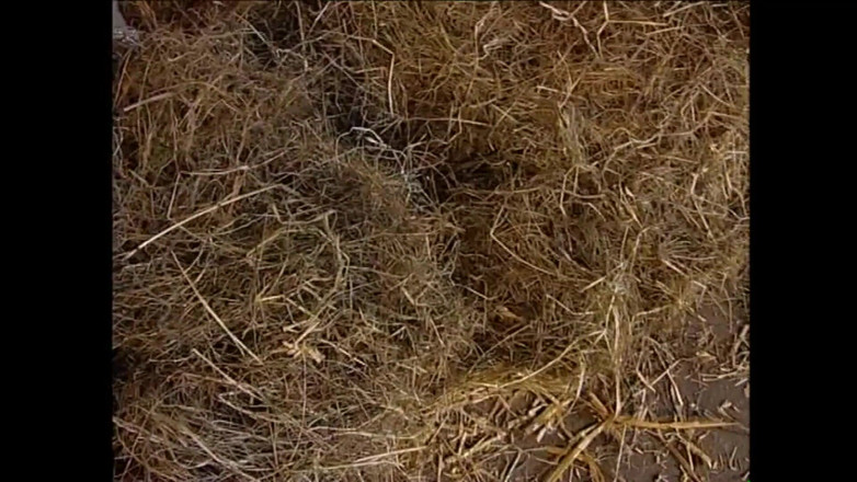 MCG EMPIRE TV - our best full movie: Porky, vol. 4