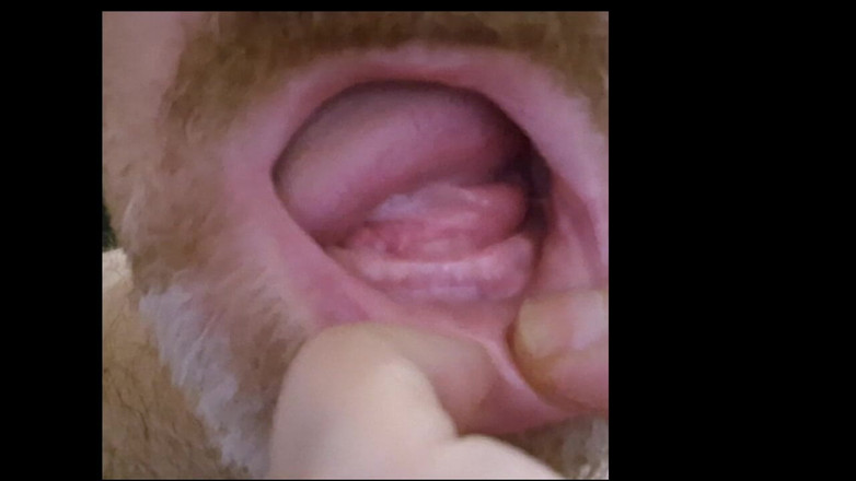 ChubbyDaddyBearLuka: Bezzubý medvěd nás pustí do svých úst – Ústní fetiš