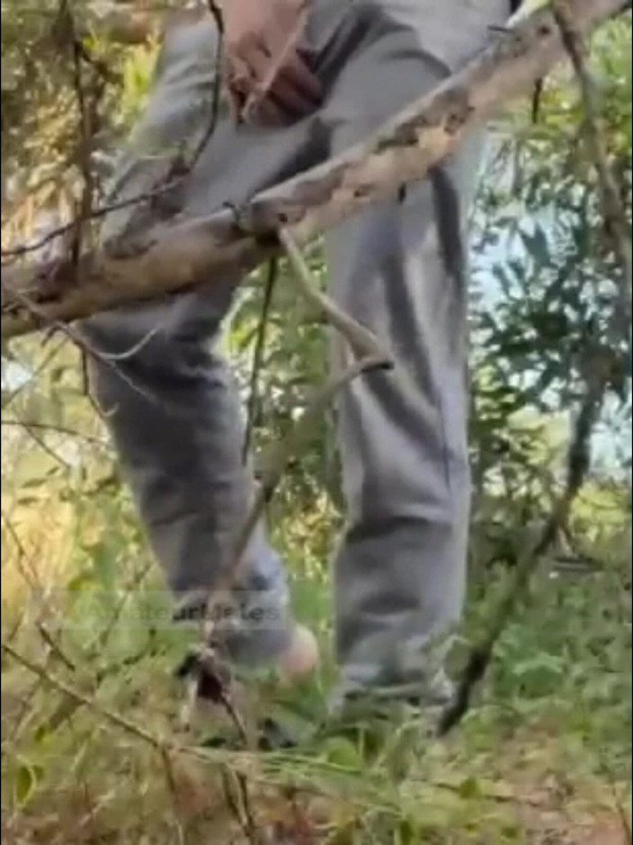 AmateurMates: Heißer Amateur-junge Lutscht Und Zungenanal Im Wald