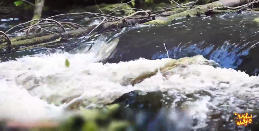 MollyRedWolf: Elden Ring。Melina在森林里展示她的洞