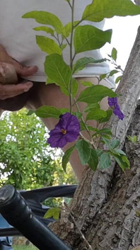 Watch Me Jerking off Outdoors While Hiding Behind a Tree
