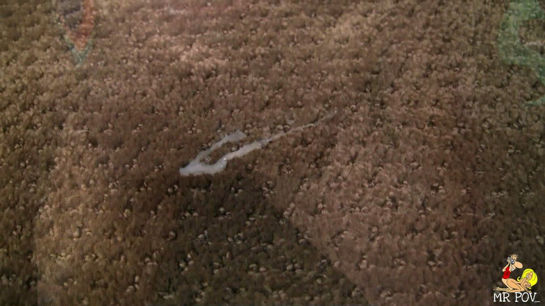 Mr. POV: Con đĩ da đen